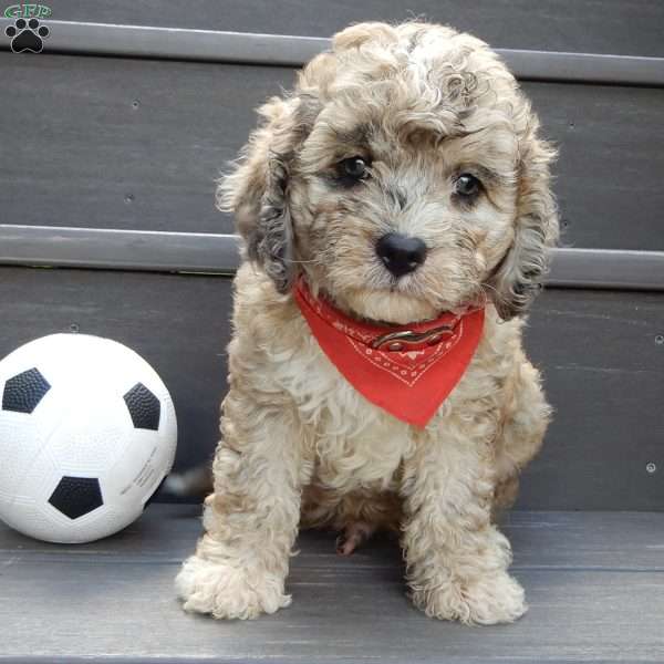 Patches, Cavapoo Puppy